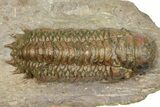 Detailed Crotalocephalina Trilobite - Atchana, Morocco #372402-2